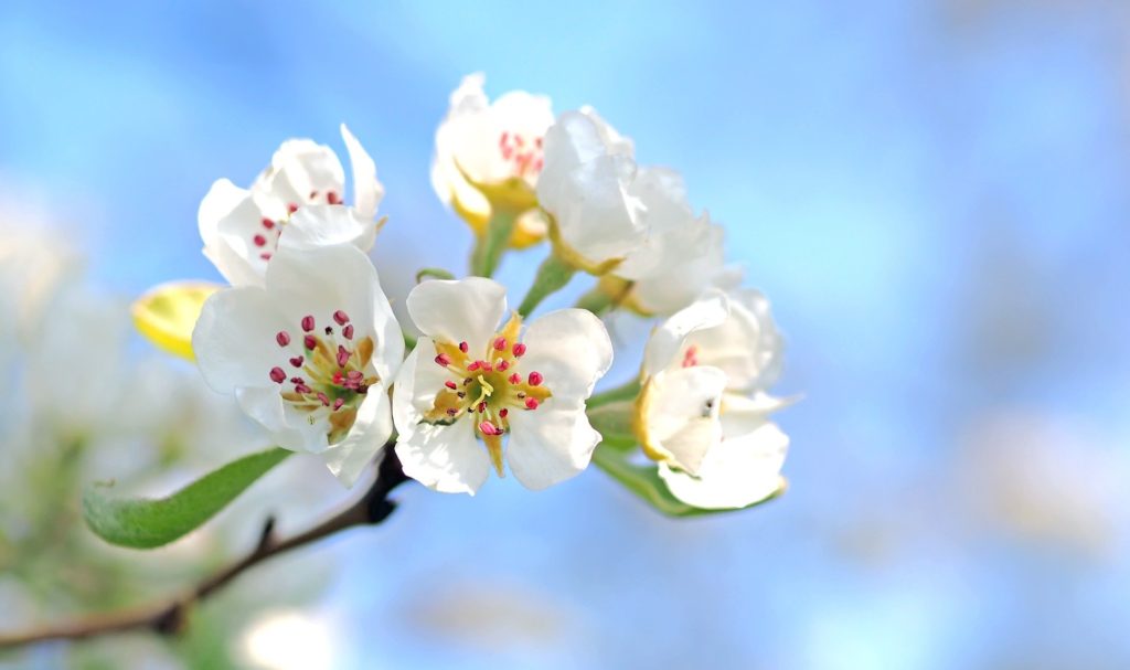 Frühlingshaftes Bild einer Blüte